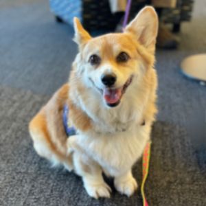 Therapy Dogs