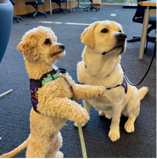 picture of therapy dogs