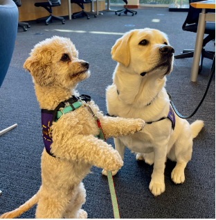 therapy dogs photo